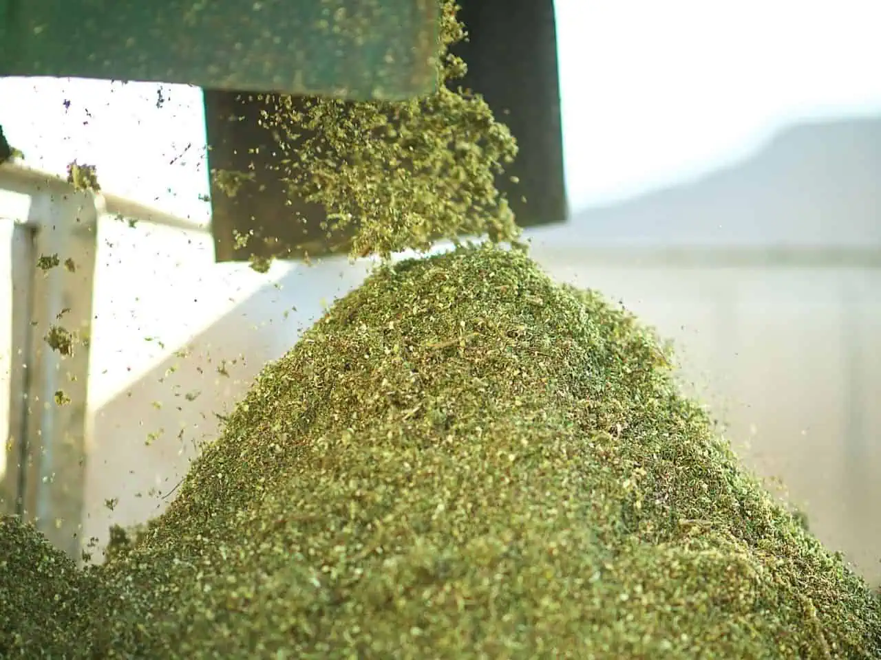 unfermented green rooibos