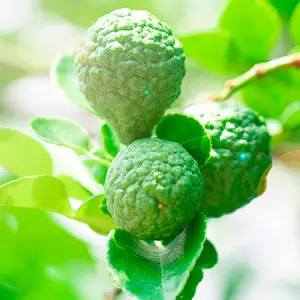 Bergamot