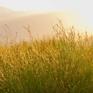 the sun shines through stalks of rooibos plants on the carmien tea farm