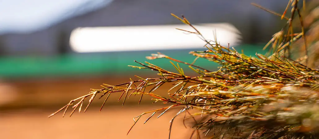 Freshly harvest rooibos plants