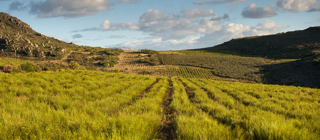 Lush green Carmién tea farm in the Cederberg mountains, showcasing traditional South African herbal tea cultivation and vibrant natural landscape for premium herbal tea products.