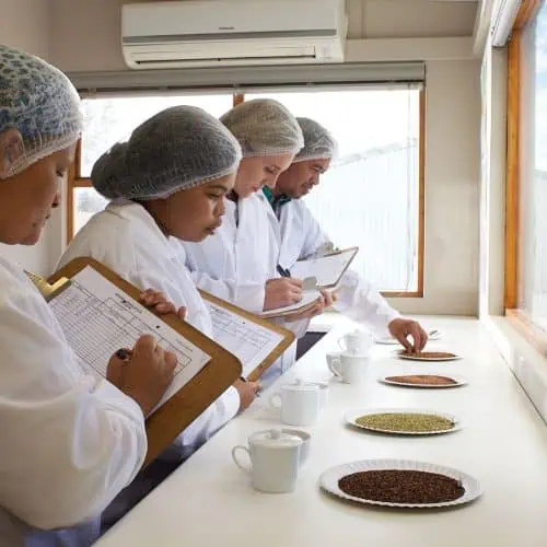 Group of workers inspecting Carmién Tea leaves for quality and authenticity in a bright, well-lit room. Focus on traditional tea processing and quality control.