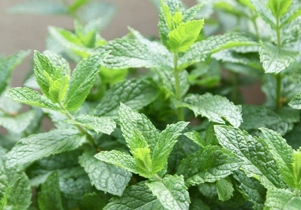 Spearmint