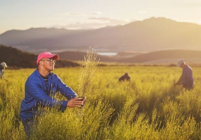 carmien-rooibos-news-from-the-farm-harvest-seeds-1