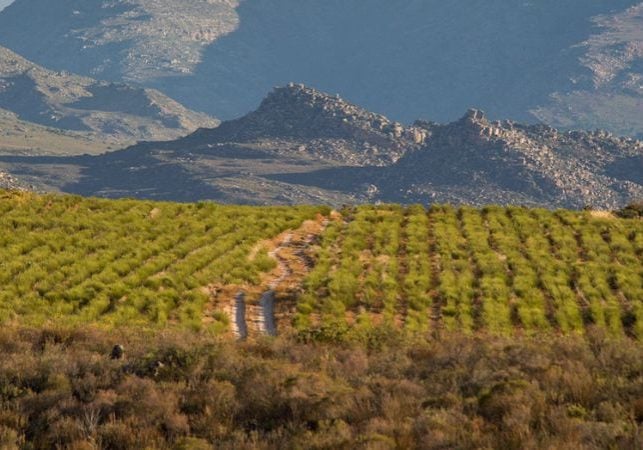 rooibos route