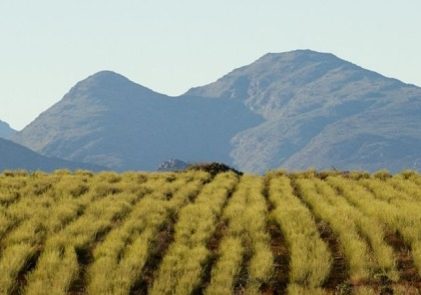 carmien-tea-rooibos-region (2)